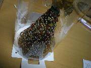 フラッグスカフェツリーケーキ