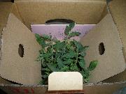 特別トマトの苗（凛々子苗）４本+育ててくれてありがとうキャンペーンboo