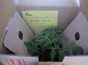 トマトの苗　リリカ