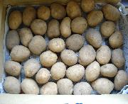 トマト３Ｋ・じゃがいも５Ｋ