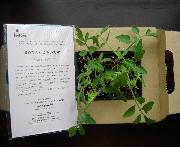 凛々子の苗４本