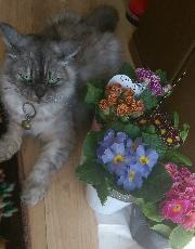 プリムラ花株　5種