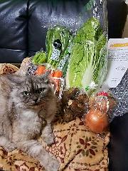 旬の野菜詰め合わせ