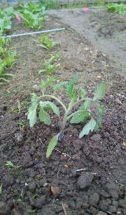 トマト(凛々子)の苗 1個