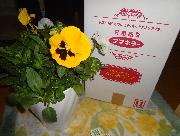 超大輪パンジー「ボニータ」&カダン園芸用品セット