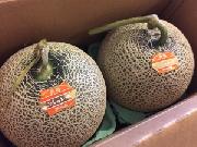 北海道　富良野メロン