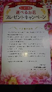 お花(花鉢3種、アレンジメント3種、観葉植物3種)から1つ