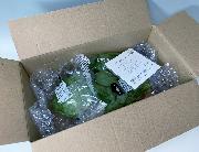 Oisix厳選！旬の国産野菜10種セット