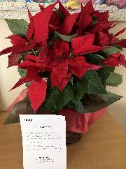 第一弾　ポインセチア5号鉢