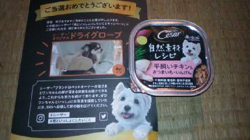 シーザーオリジナルドライグローブ、ドックフードとウェットフード2点 