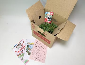 トマトの苗「凛々子」