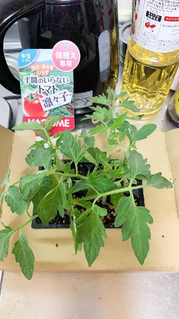 トマトの苗「凛々子」