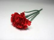 カーネーション