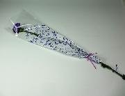 カーネーション