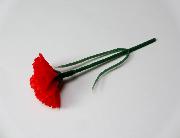 母の日カーネーション